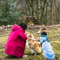 Training mit Galgo und Kleinspitz mit positiver Verstärkung